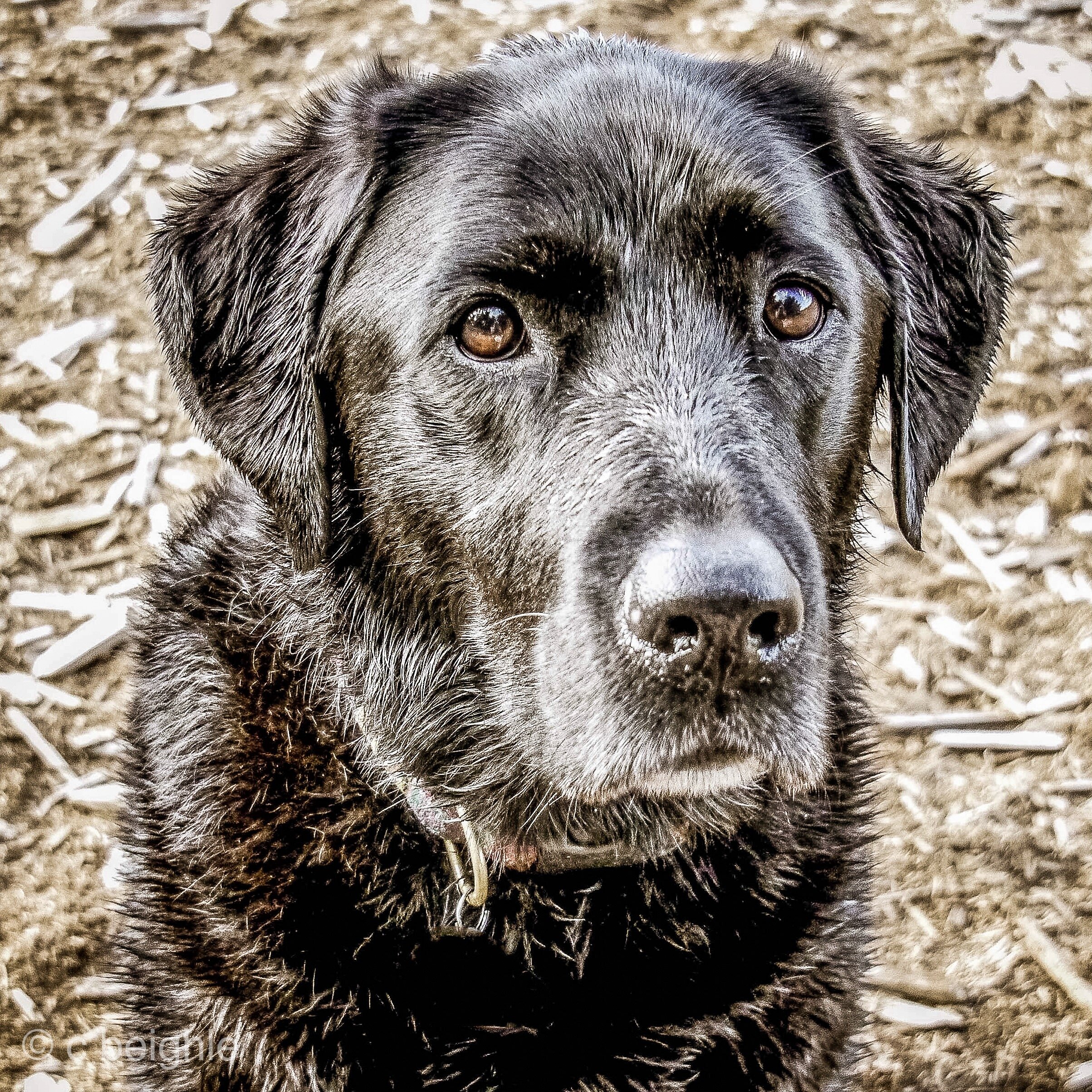  If you scroll down on our Instagram page or on this website, you will see this picture of Maya that we used for a post about privilege. We Labradors move through world very easily. Nobody ever asked about her breed or where she came from. No one ass
