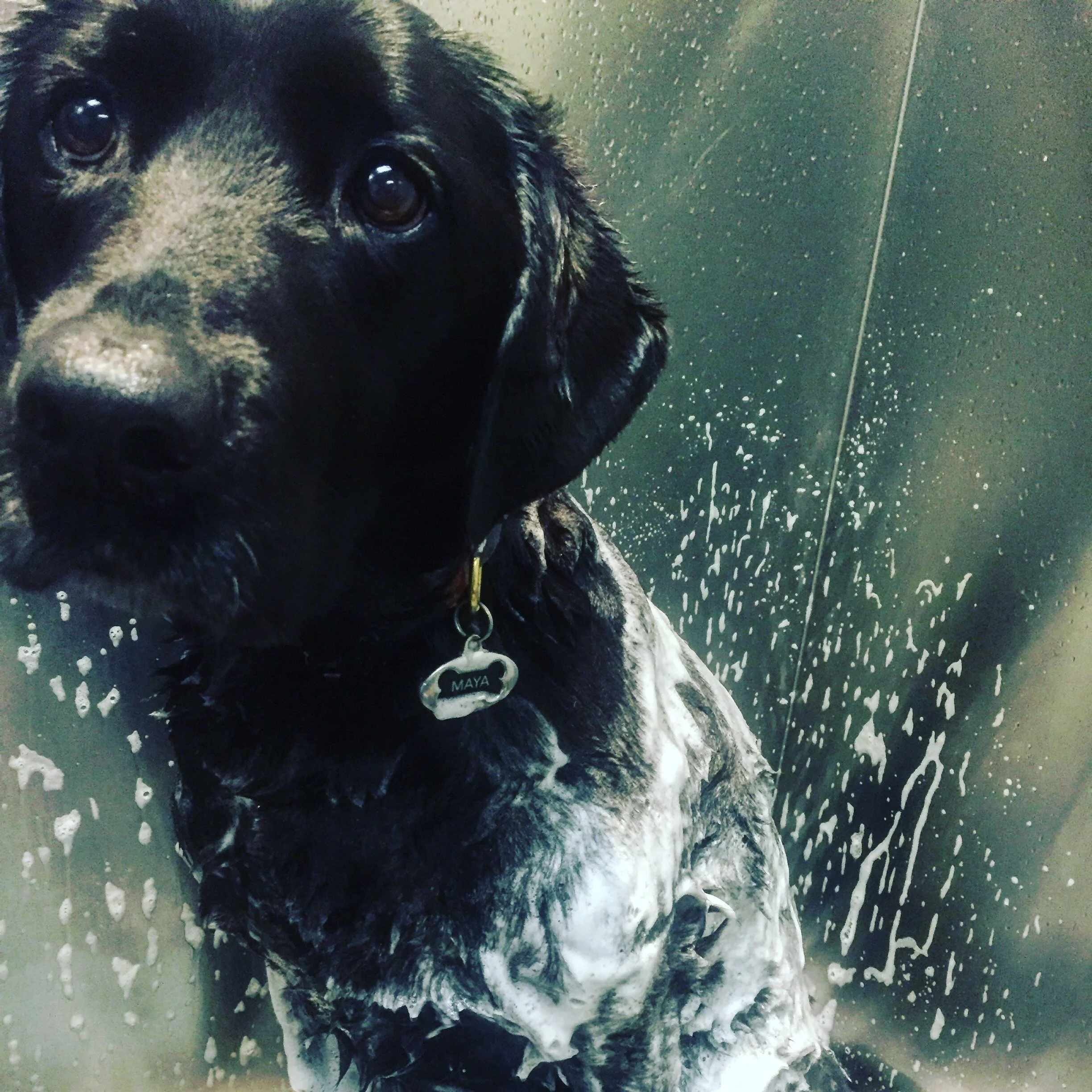  She only hated a few things in the world. Fireworks, thunder, hunting, and baths.  