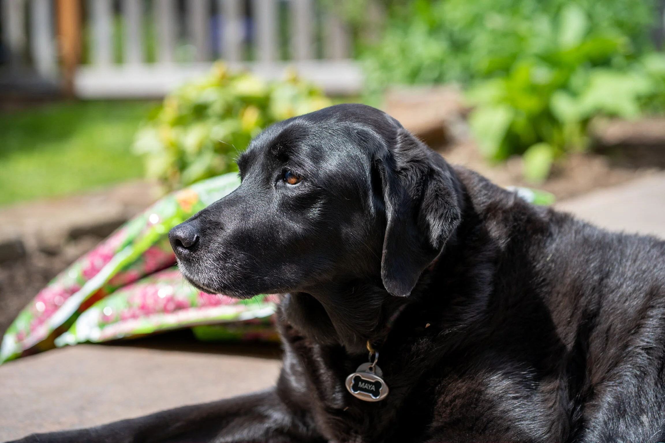 Maya, the founder of Hounds of Humanity, 2007-2021