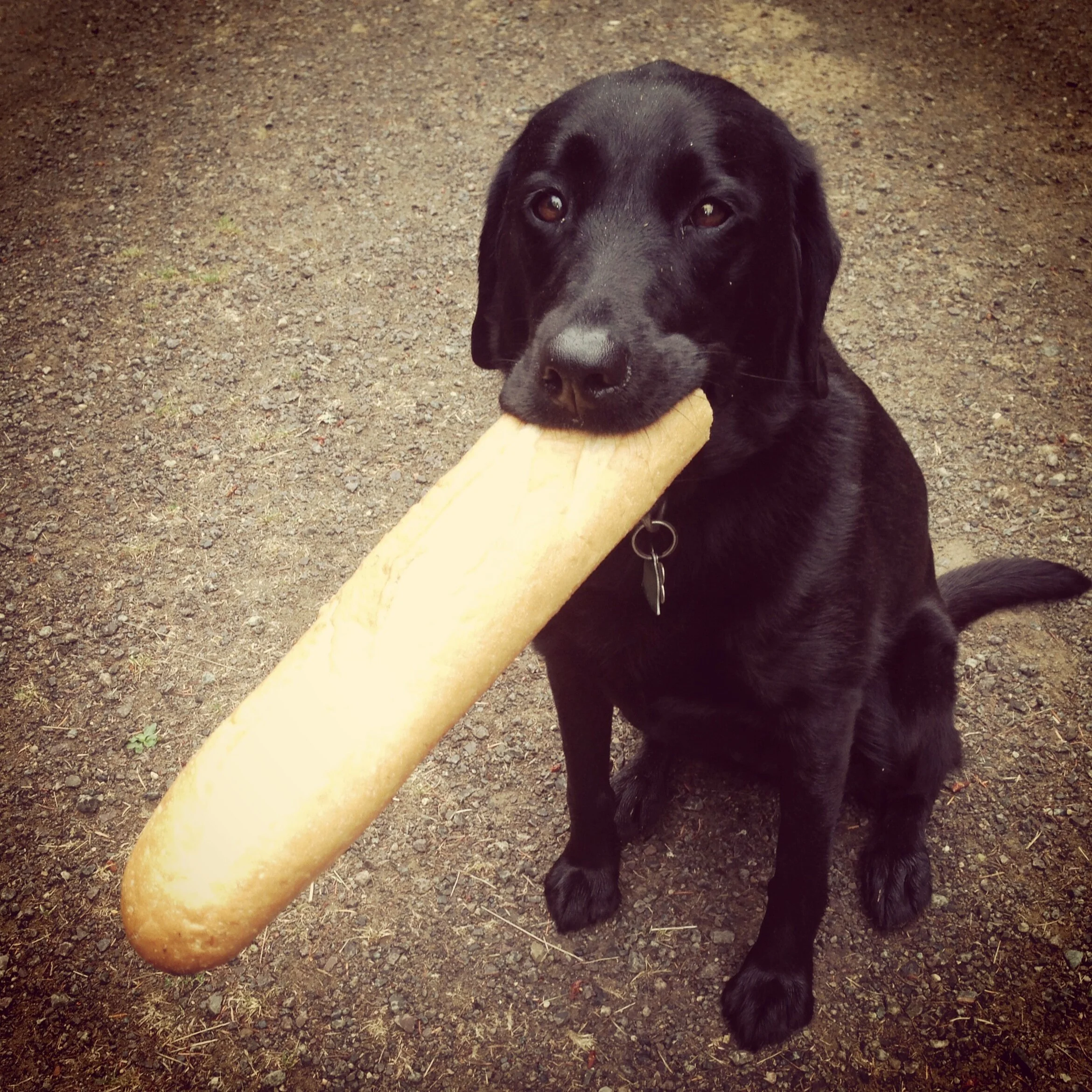  Probably one of her proudest moments was finding that loaf of bread in the woods and bringing it to our humans. And they said she hated hunting! To the contrary, actually. I think she just preferred carbs over live protein. The ducks are very thankf