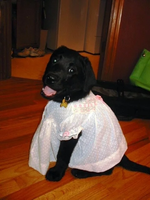  Once she went to stay at a friend’s house when our humans were away, and they put her in a dress. I think that was the last time she wore clothes. She wasn’t a fan of dogs in outfits, but eventually came to appreciate dogs with good fashion sense.  