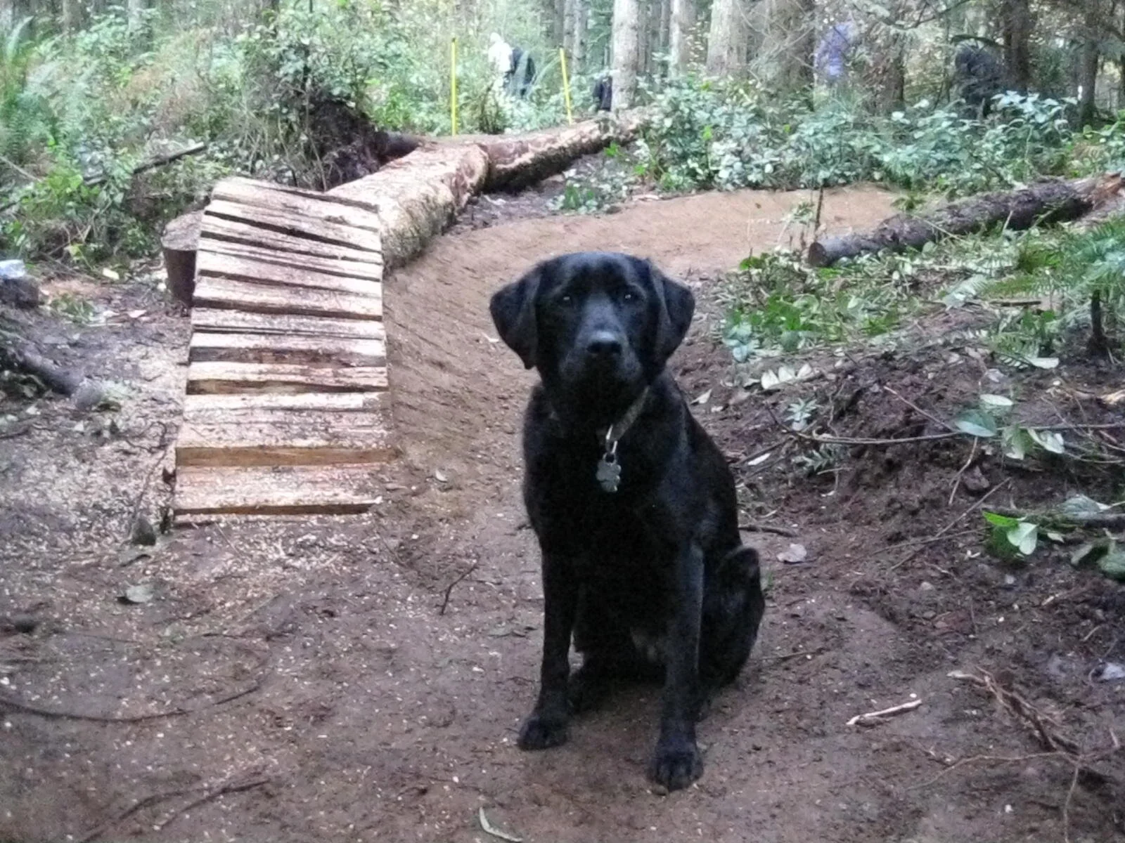  She loved the outdoors. I hear she once helped build a bike trail in the forest. She was famous for her Parkour skills in the woods. She could hang huge air while jumping over a rock or some other natural feature. Her dog mom was an agility champ, s