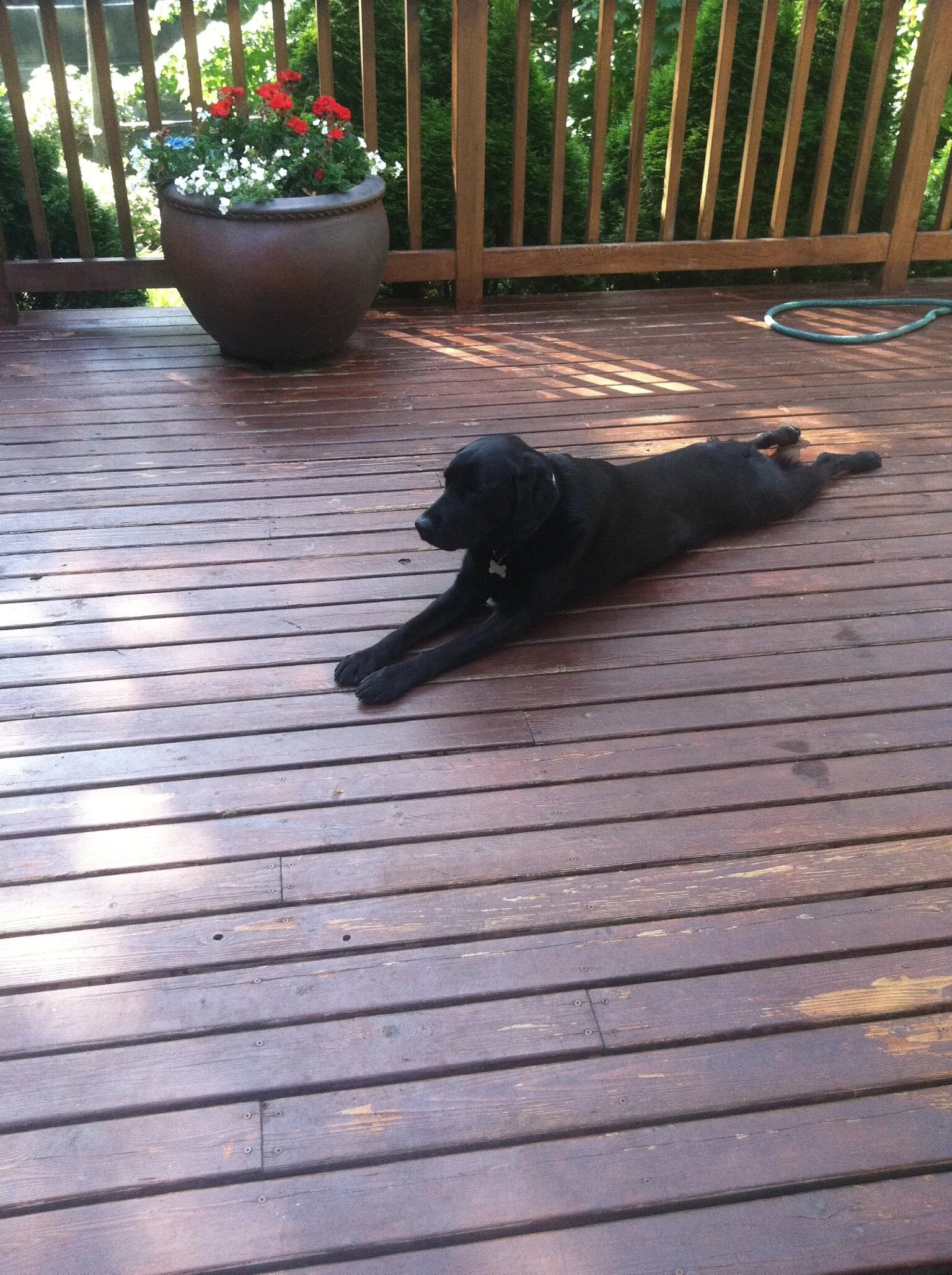  She practiced yoga every day.  This was her favorite pose. 