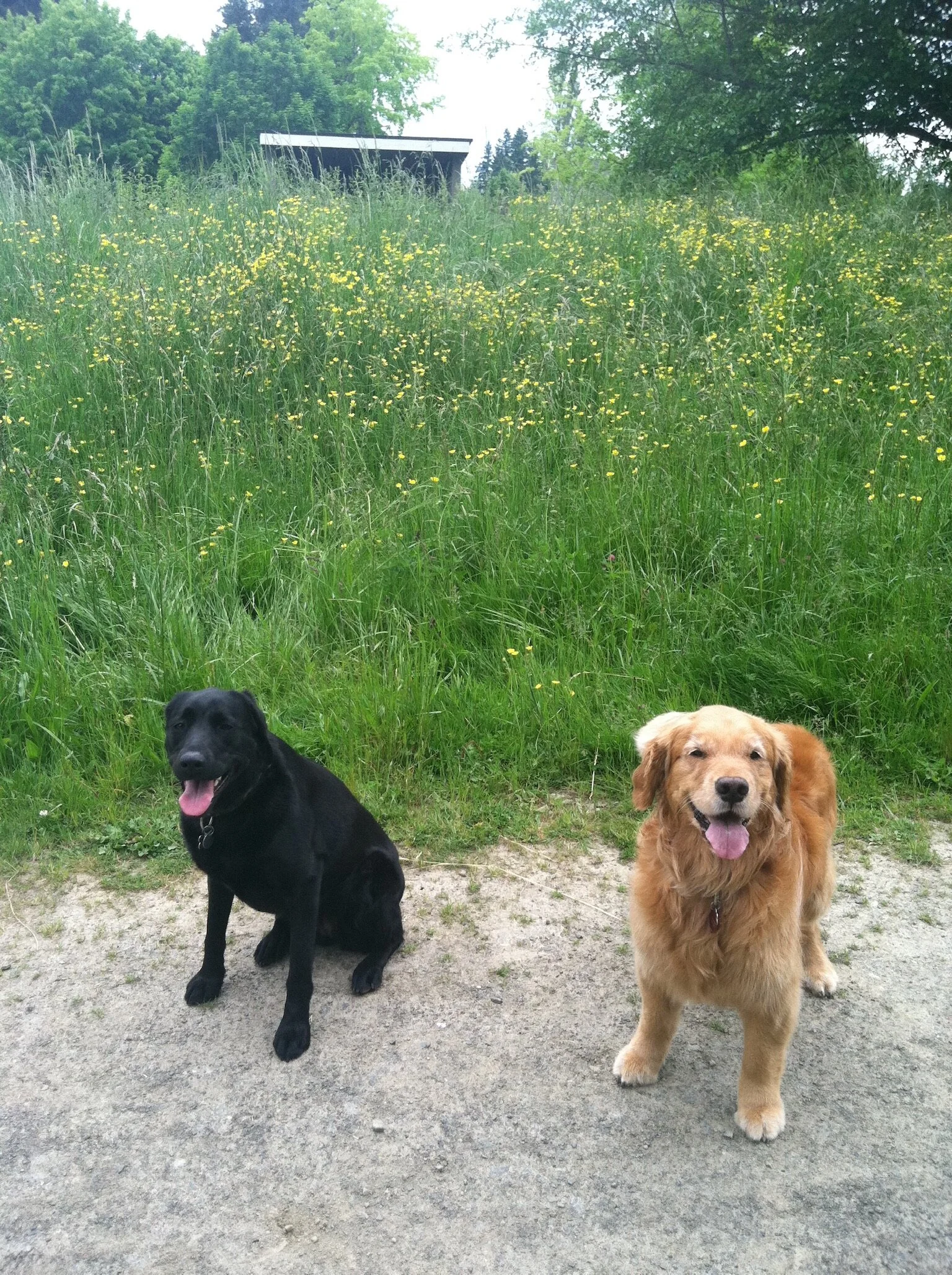  Maya had the greatest friends. She and her original BAE, Sigi, loved their long walks and all the sleepovers when Sigi’s parents were away. When they went out together Sigi got all the compliments and adoration while Maya sat by and listened. She di