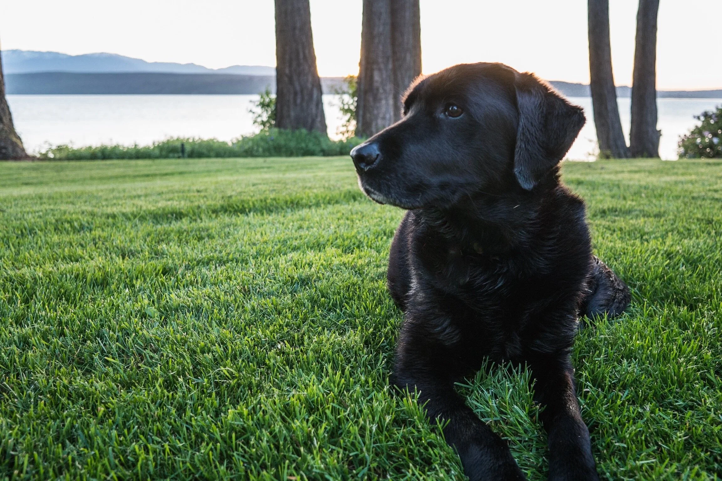  Sigh. Well, if you’ve ever lived with a dog or at least seen a movie about a dog, you know how it must end. “With tears, and a journey” as a queen in a movie once said.  Maya’s journey will be a peaceful one. It will take her to the shores of her fa