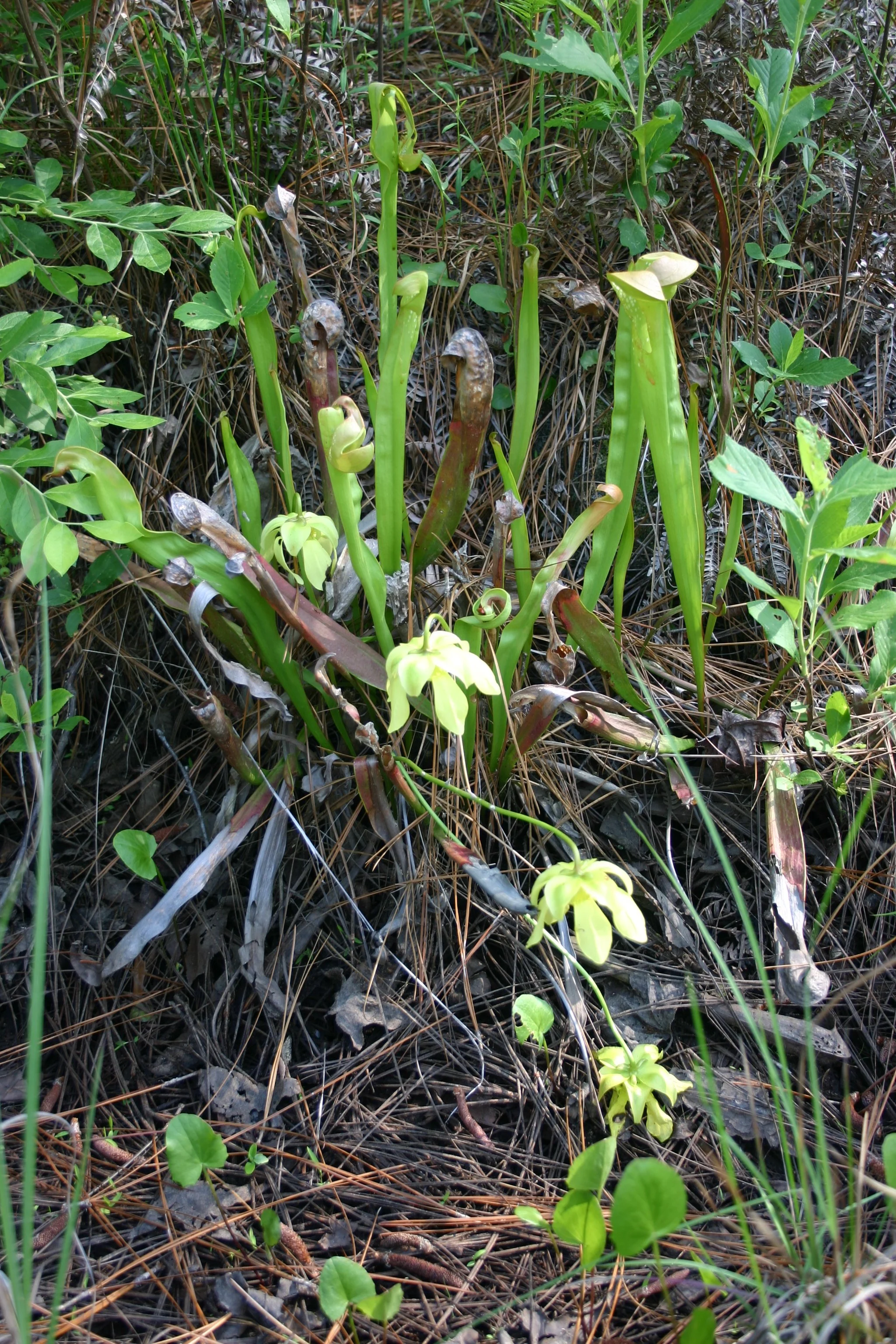 pitcher plants portrait.JPG