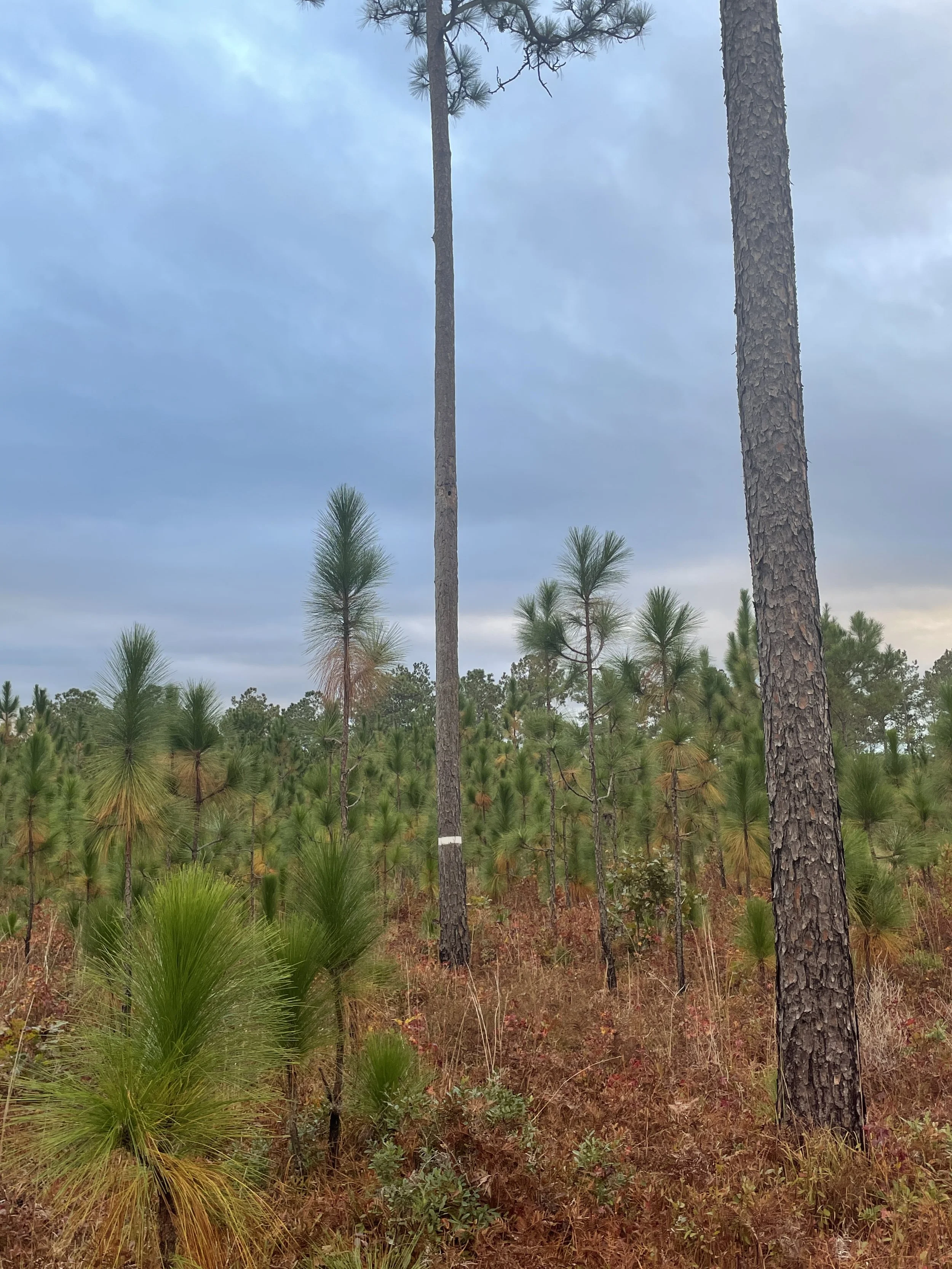 RCW tree and LLP, Grimke.JPG