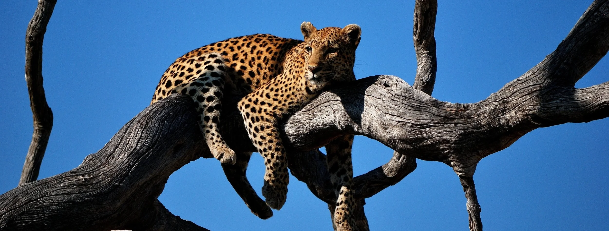 Leopards. Always hungry for springboks. (Photo credit: Colin Watts)