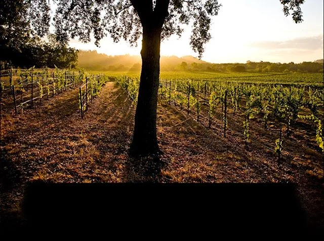 Happy Autumn Solstice! As we head toward shorter days, enjoy a picture of a vineyard in Santa Clara, CA. 
#vineyard #santaclara #wine #grapes #interfaith #interreligious #religion #religioushistory #losangeleshistory #californiasacred #californiahist