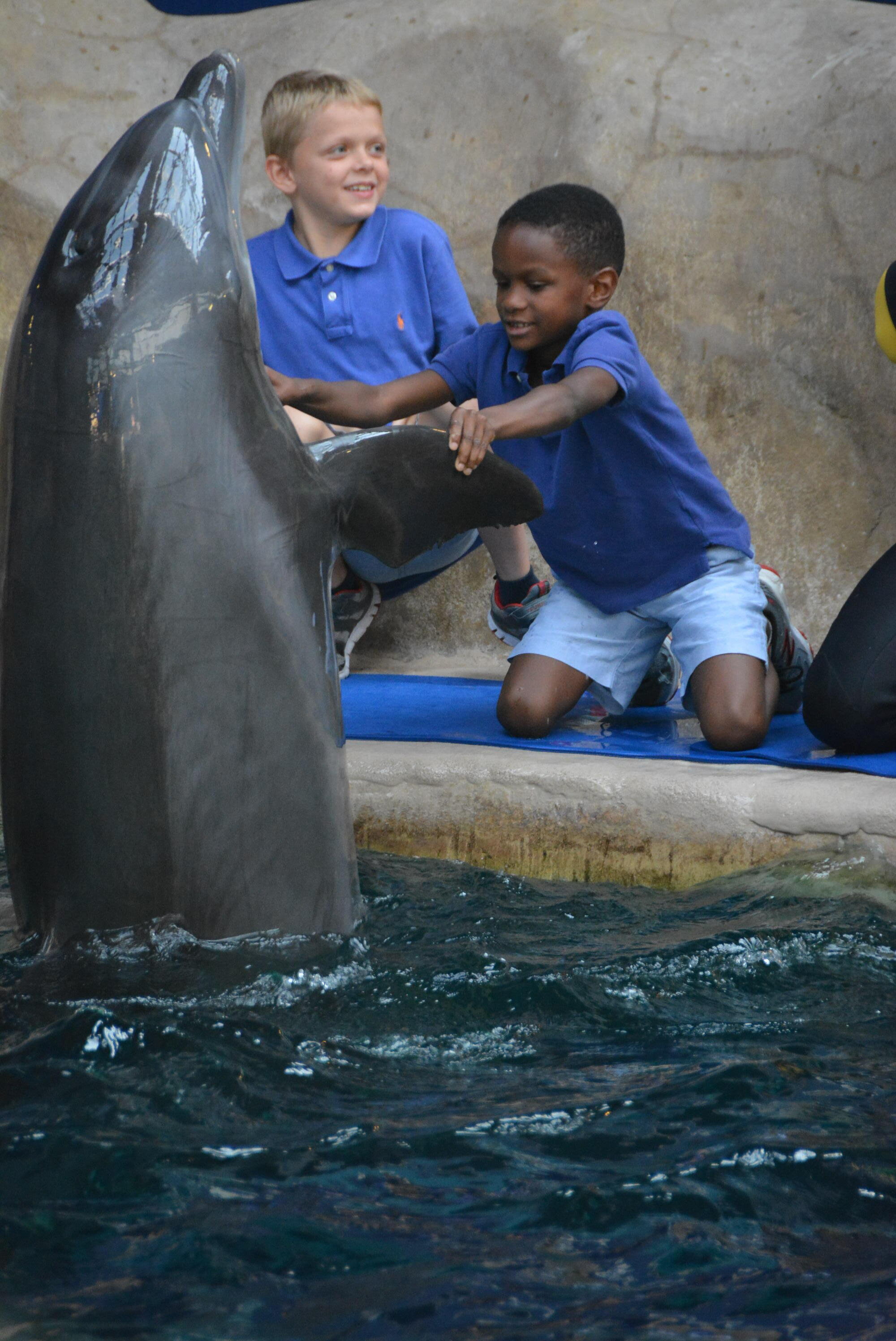 Dolphin Encounter at Aquarium — MOMSTROSITY