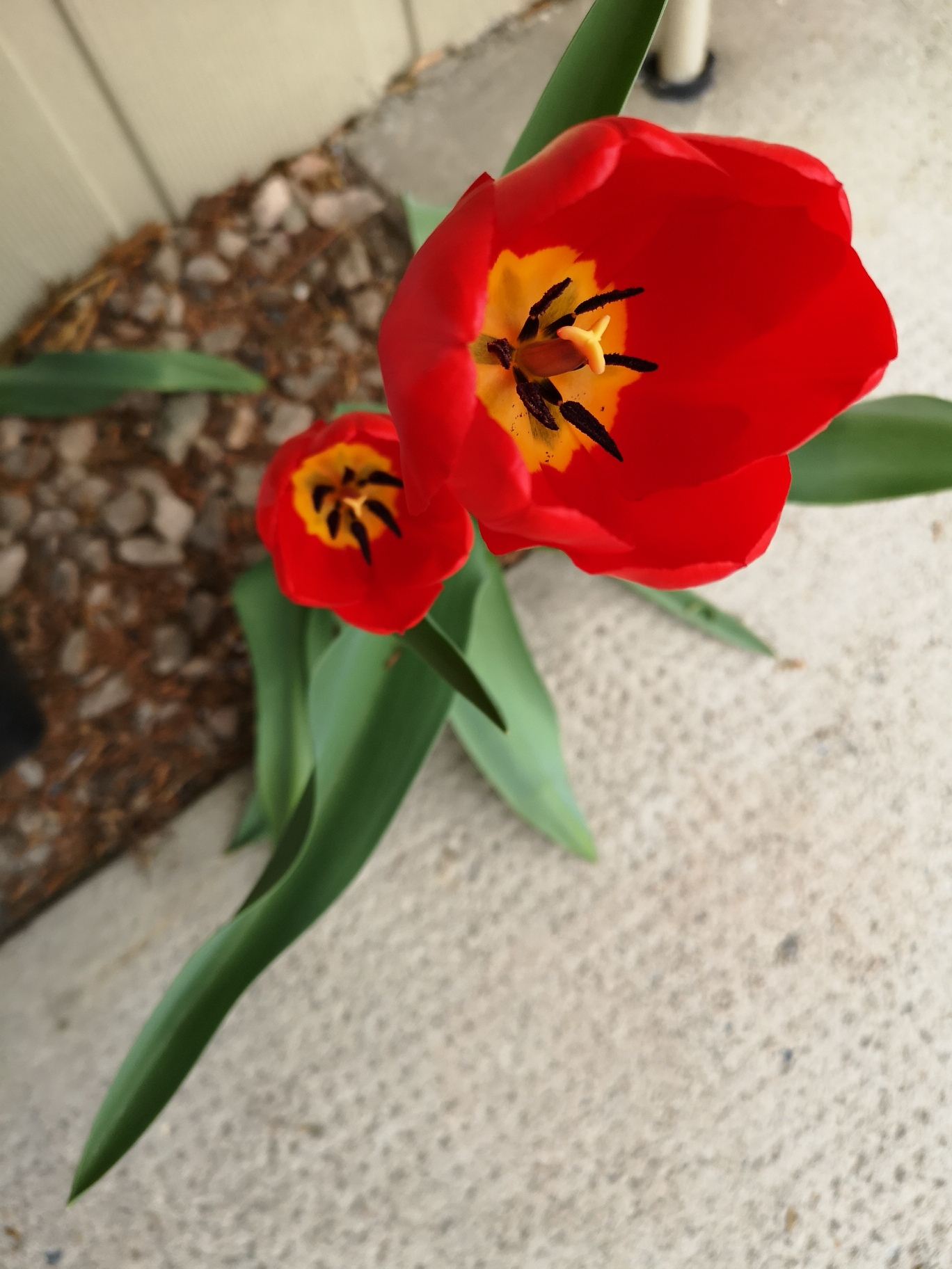 Apr,18.19 tulip outside rm 105.jpg