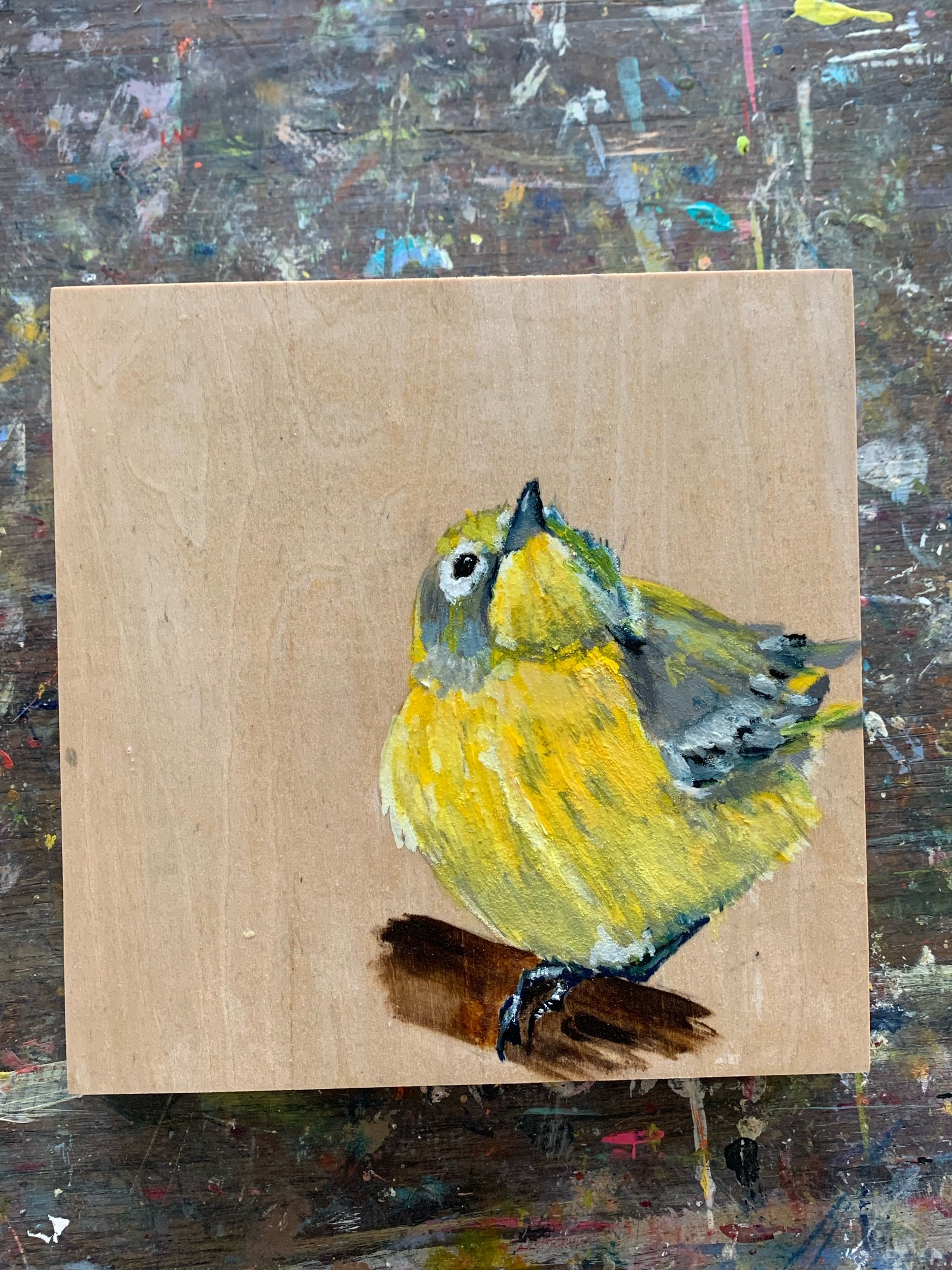 Finch 6”X6” oil on board