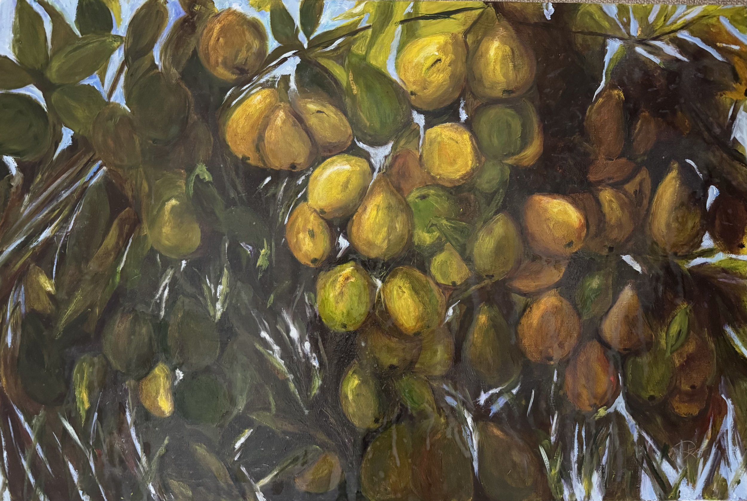 Ripening Pears 24” X 36” oil on canvas $1500