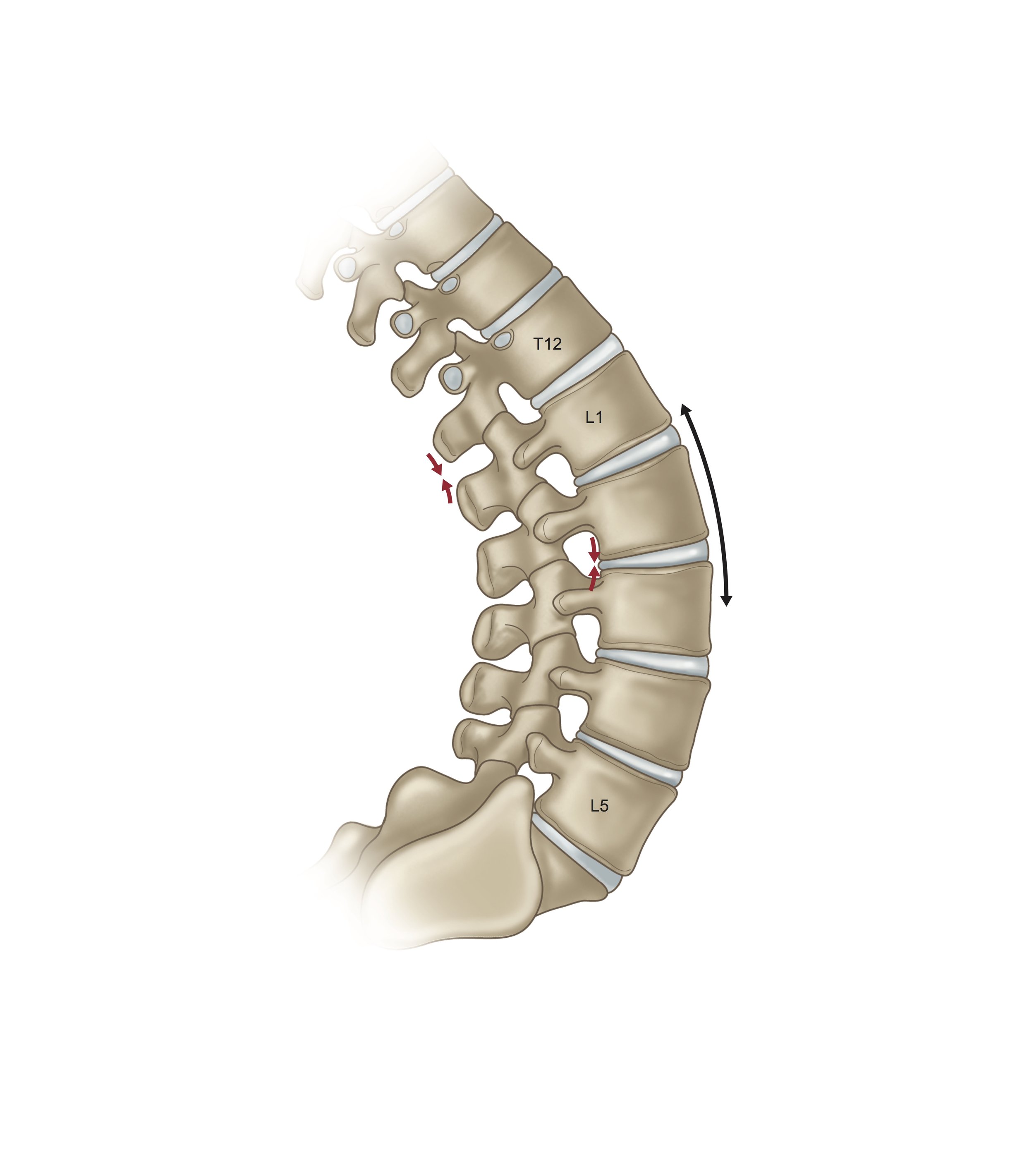 Figure_2 Vertebrae extension.jpg