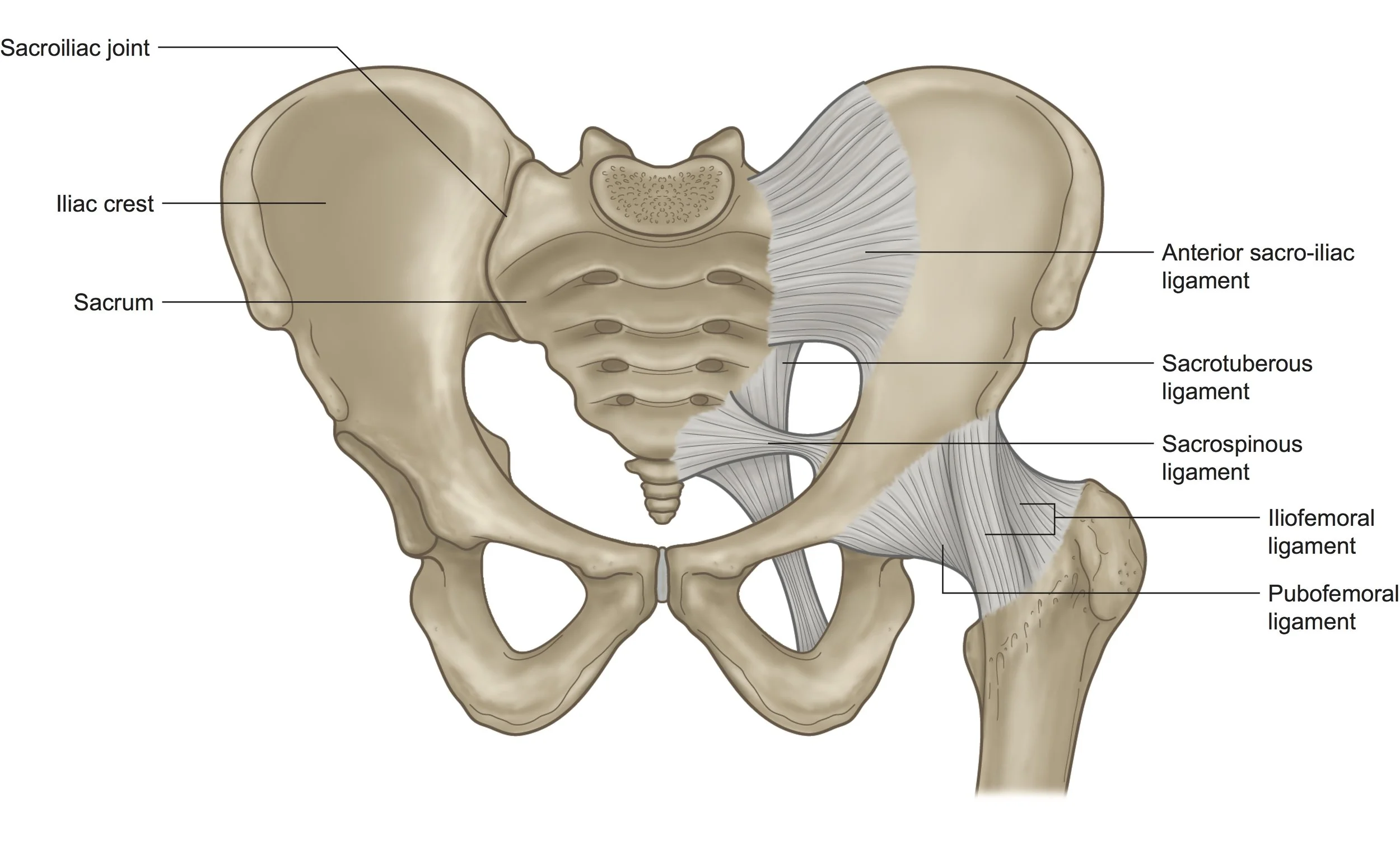 Figure_78 Sacroiliac joint.jpg