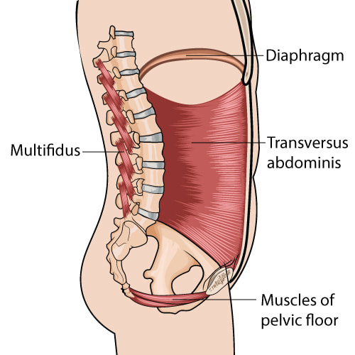 Say Hello to Your Transverse Abdominis — Stacy Dockins
