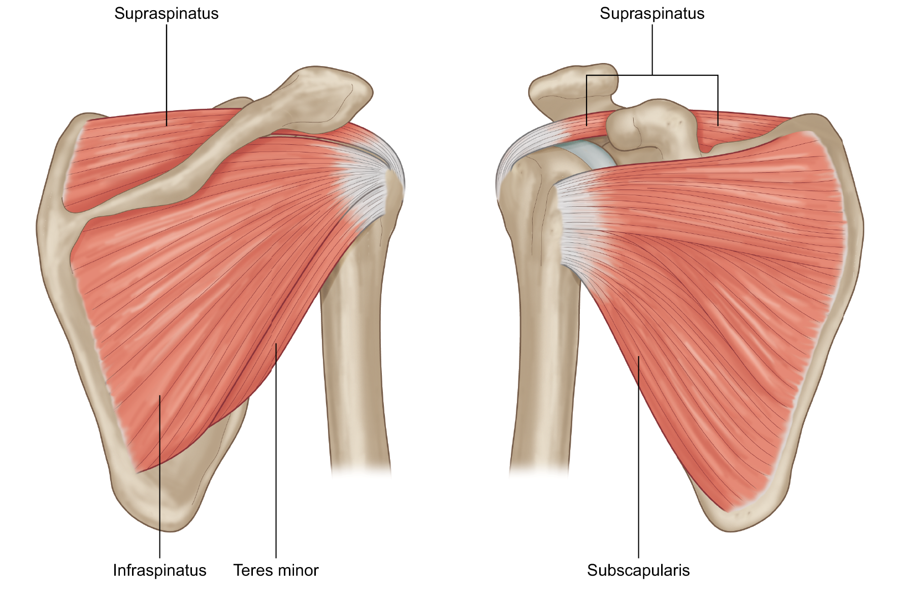 Анатомия плечевого сустава. Rotator Cuff мышца. Надостная мышца плечевого сустава. Ротаторная манжета плеча анатомия.