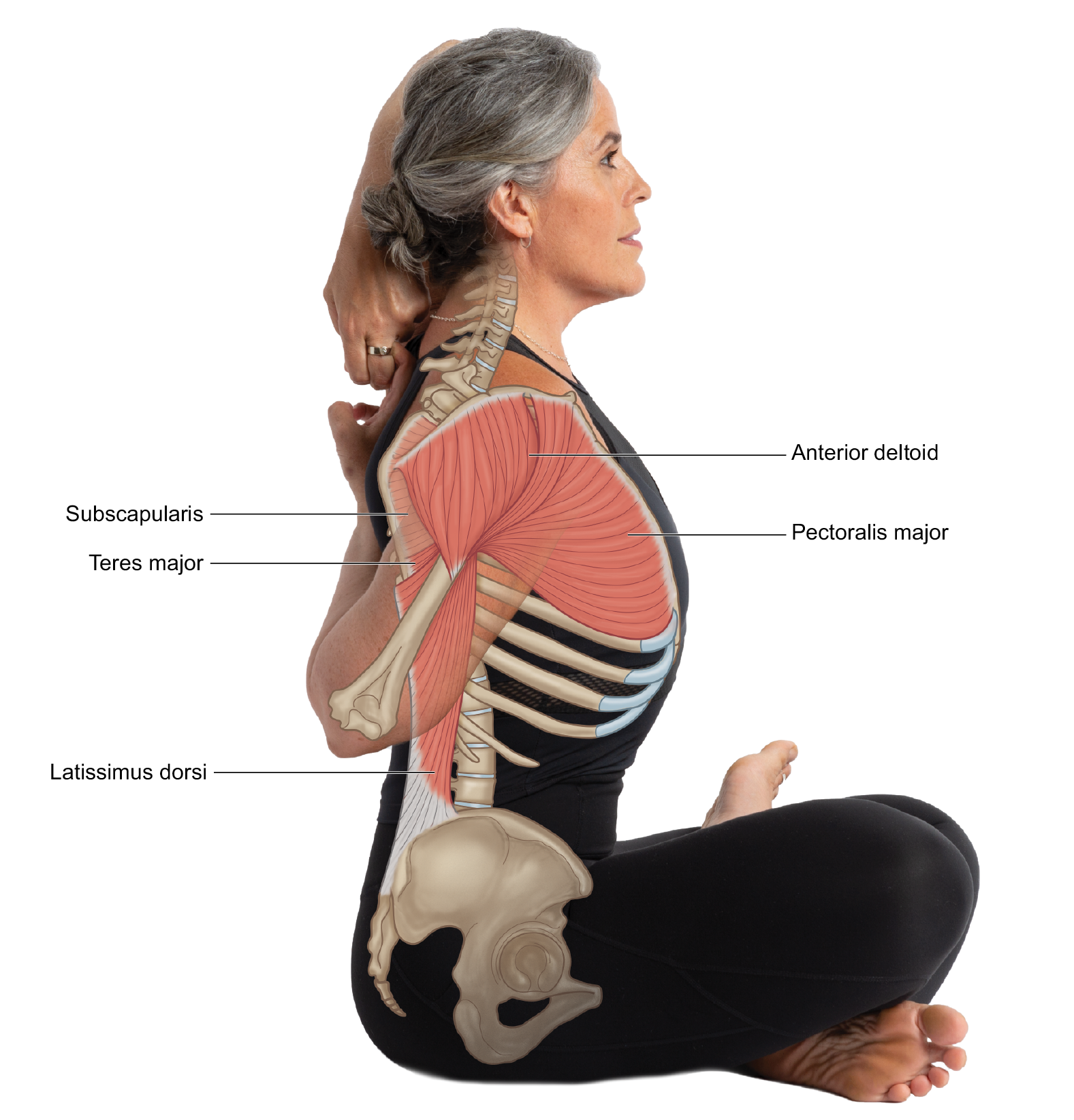 Shoulder  Musculoskeletal Key