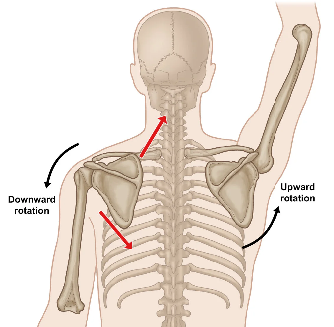 Levator Scapula Tension: Why You Should Minimize Repetitive Overhead Arm Actions