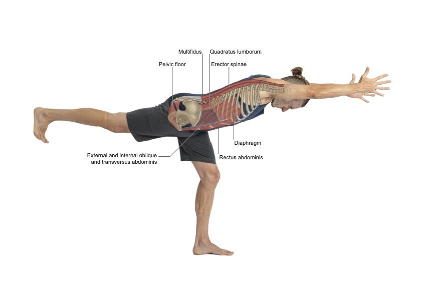 Functional Breath & Core for Low Back Pain — Stacy Dockins