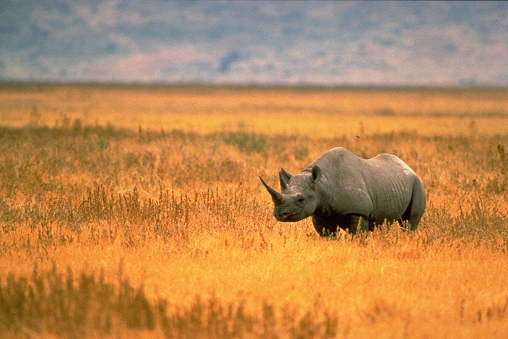 BlackRhino.jpg