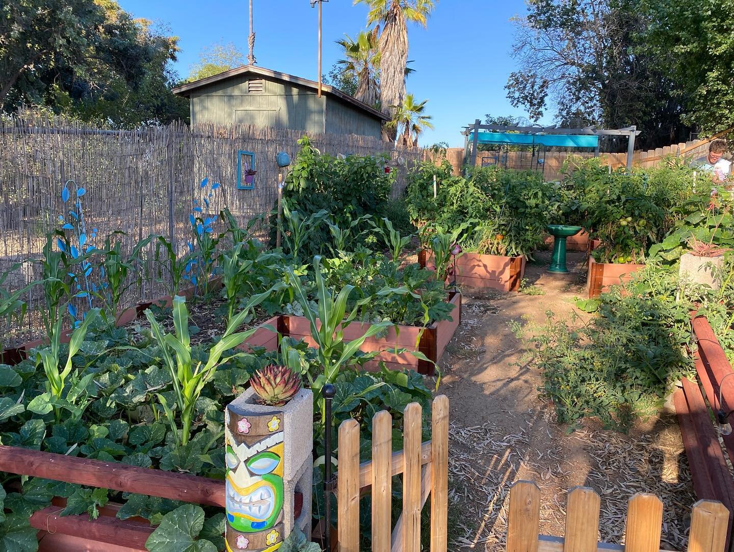 Our garden in full bloom! Tomatoes, peppers, eggplants, squash, cucumbers, berries, onions, potatoes, beets, okra, and more! 🍅🥒🌶🍆🥬🌽🧄🥔🫑 Also a few photos with our new baby girl 💕👶🏼
#backyardgarden #garden #dreamgarden #summergarden #homegr