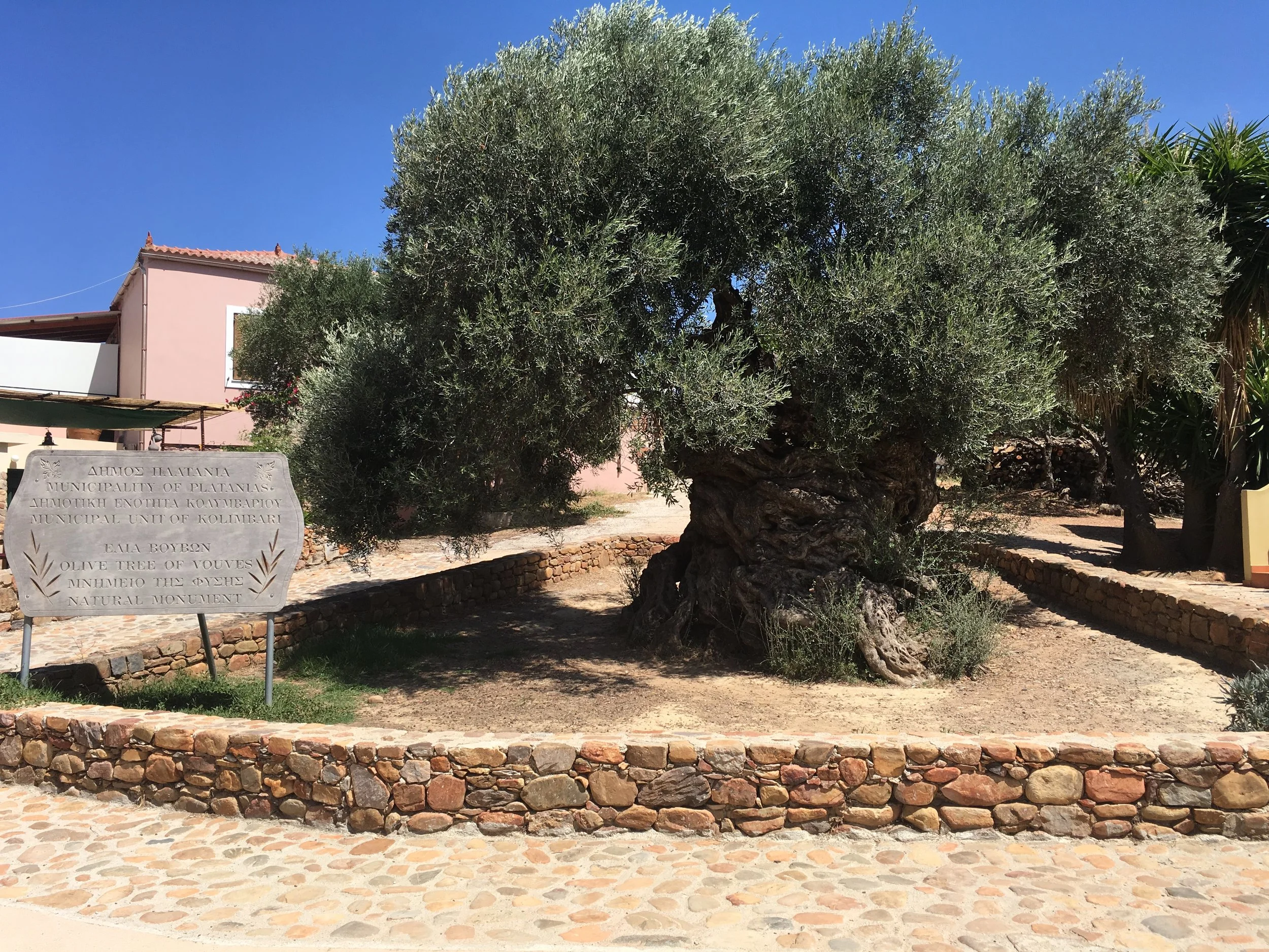 3000 + years old Ancient Olive Tree of Vouves  
