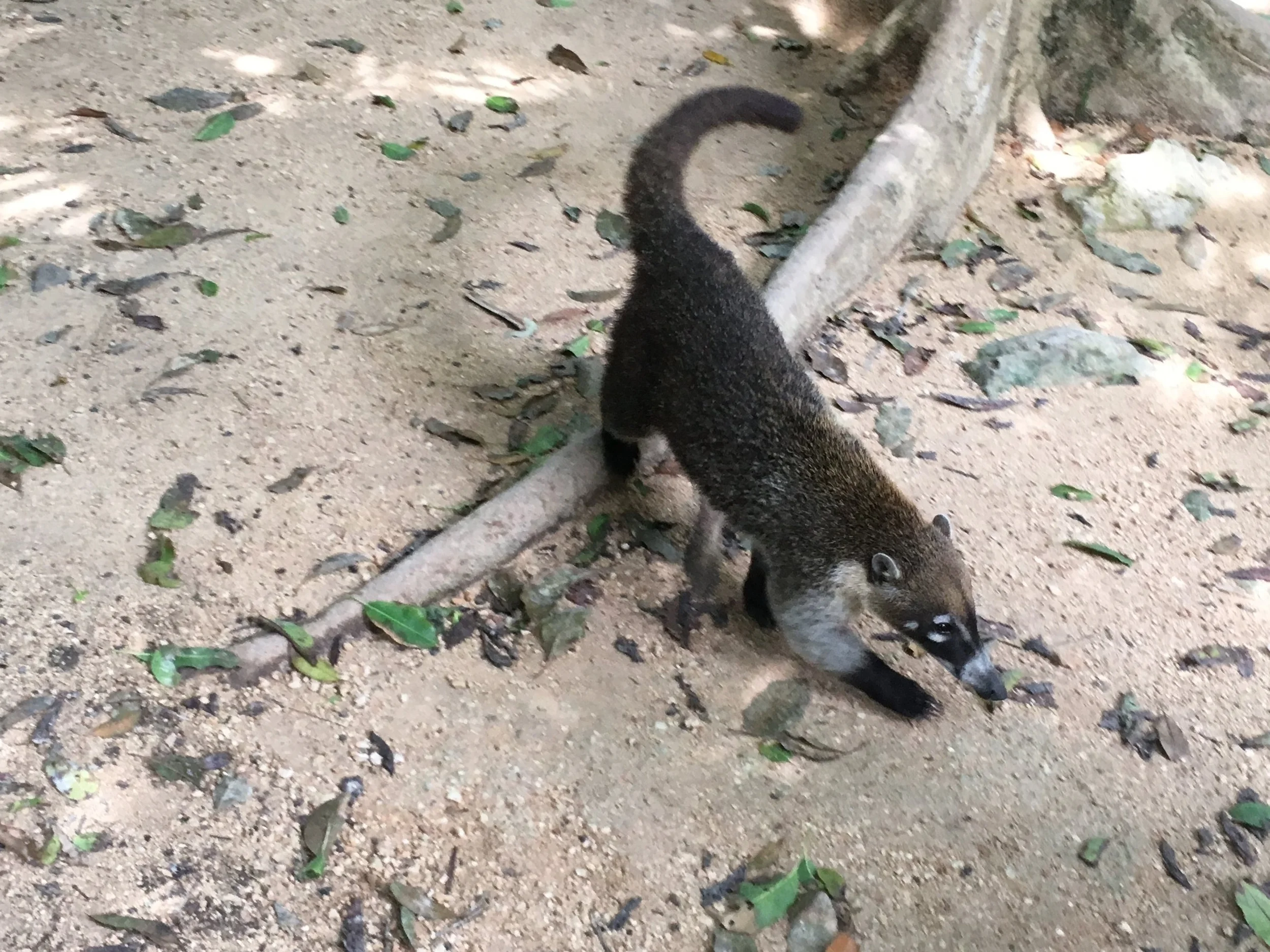  Coati 