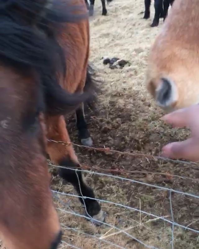 Icelandic horses 🐴 sometimes you have to just let go. Don&rsquo;t be too afraid or nervous, just have fun being in the moment &bull;
&bull;
&bull;
&bull;
#globetrotter #culturetrip #sofetravel #beautifuldestinations #travelinladies #darlingescapes
#