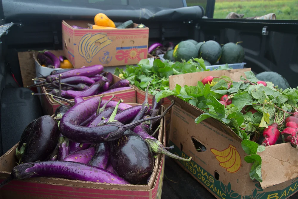 Gleaning_Oct2017-8681.jpg