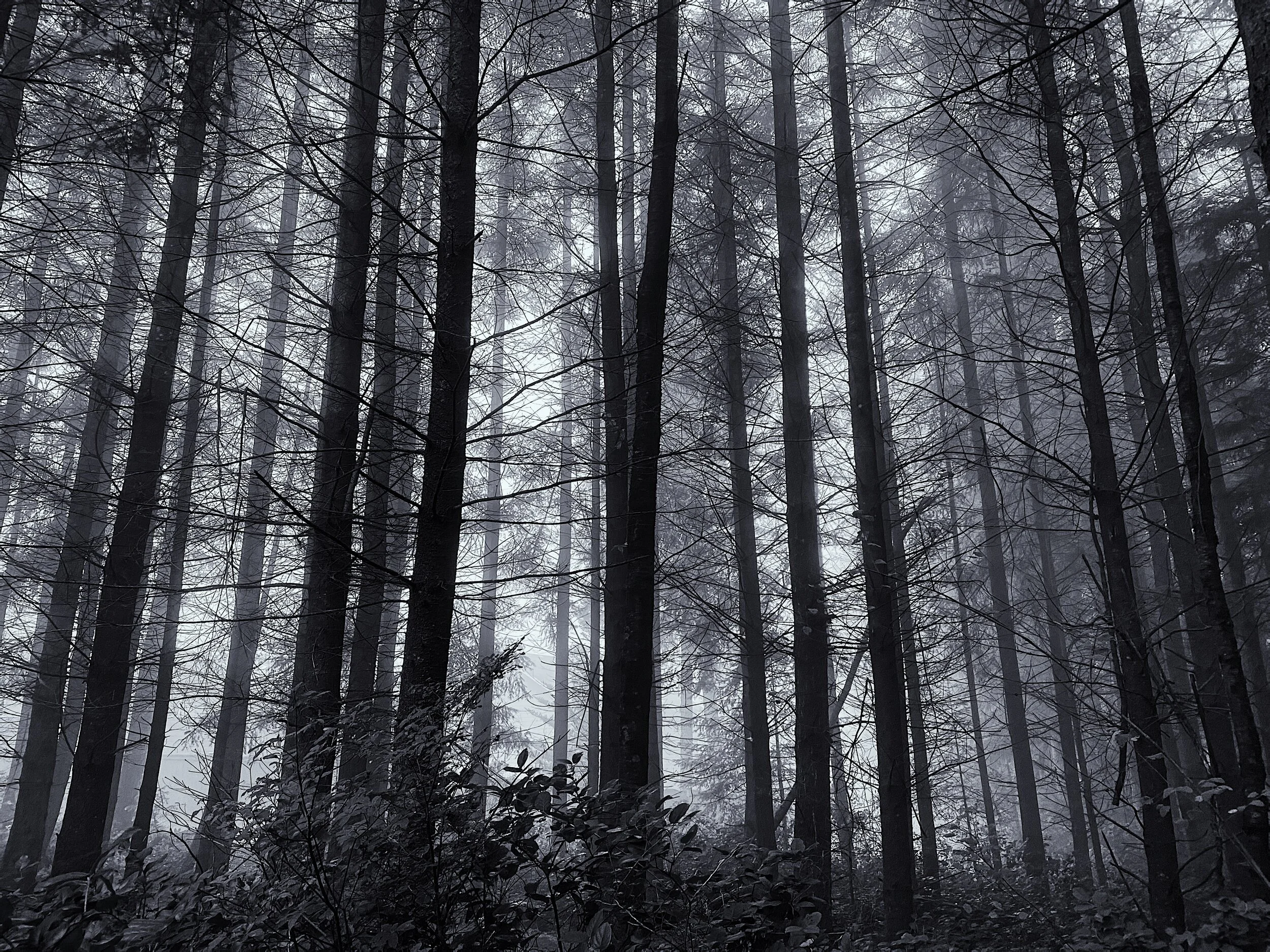 I took this witchy photo simply by taking a walk behind my parents' house in Snoqualmie, WA!