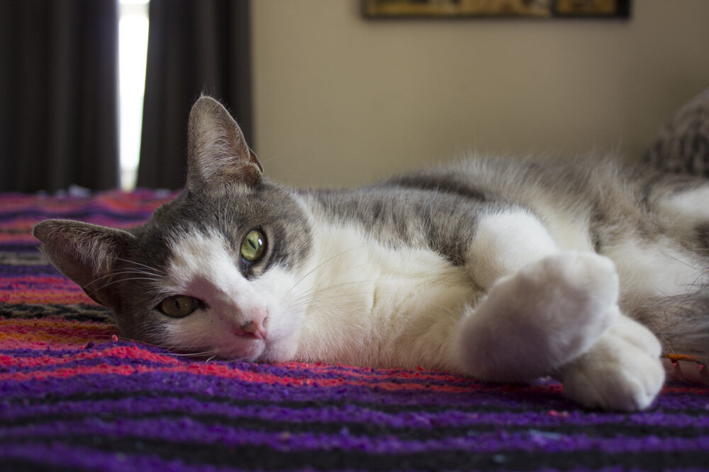 Pet Portrait Photography