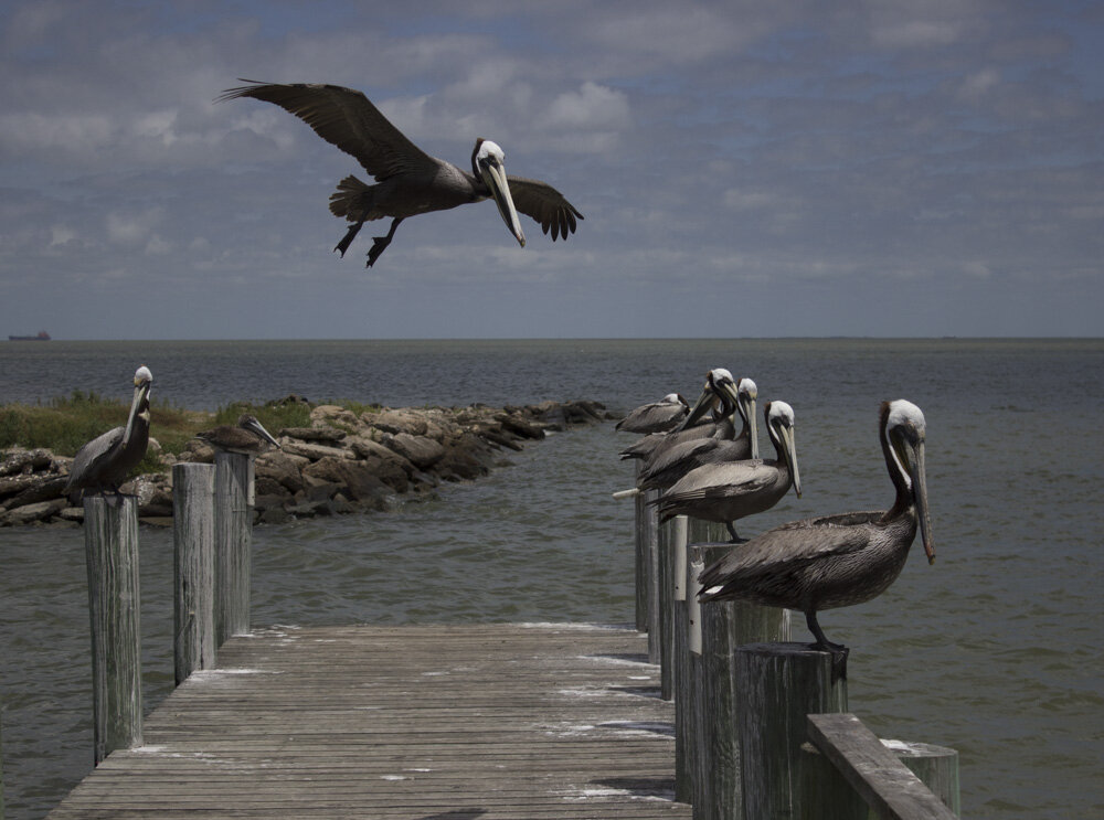 Pelicans posting near the bay