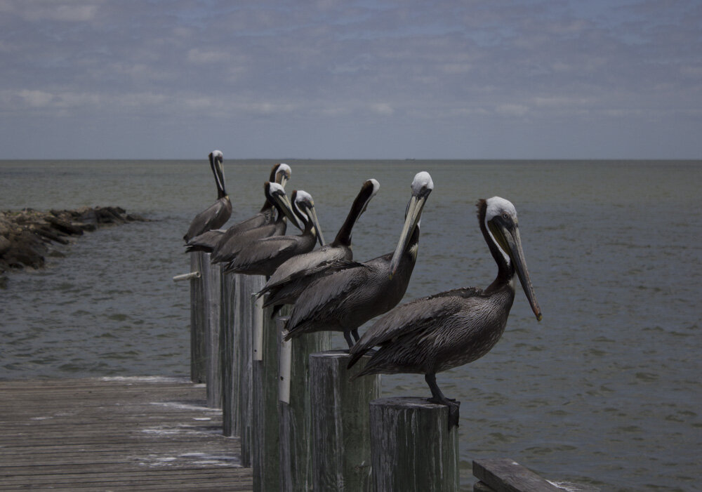 Pelicans posting near the bay