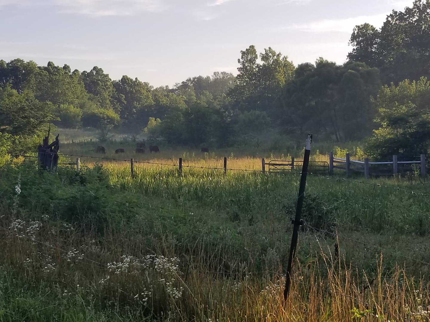 Farm Morning.jpg