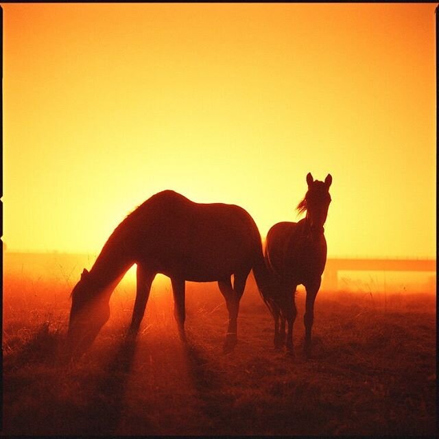 Photographer: @steve_jacksun
Model: 2 Horses
Use #focalcollective to be featured! 🎞
&mdash;&mdash;&mdash;
Check out our full Lomography Color Film Guide written and photographed by @steve_jacksun. He shares his insights on Lomo Redscale, Color Negat
