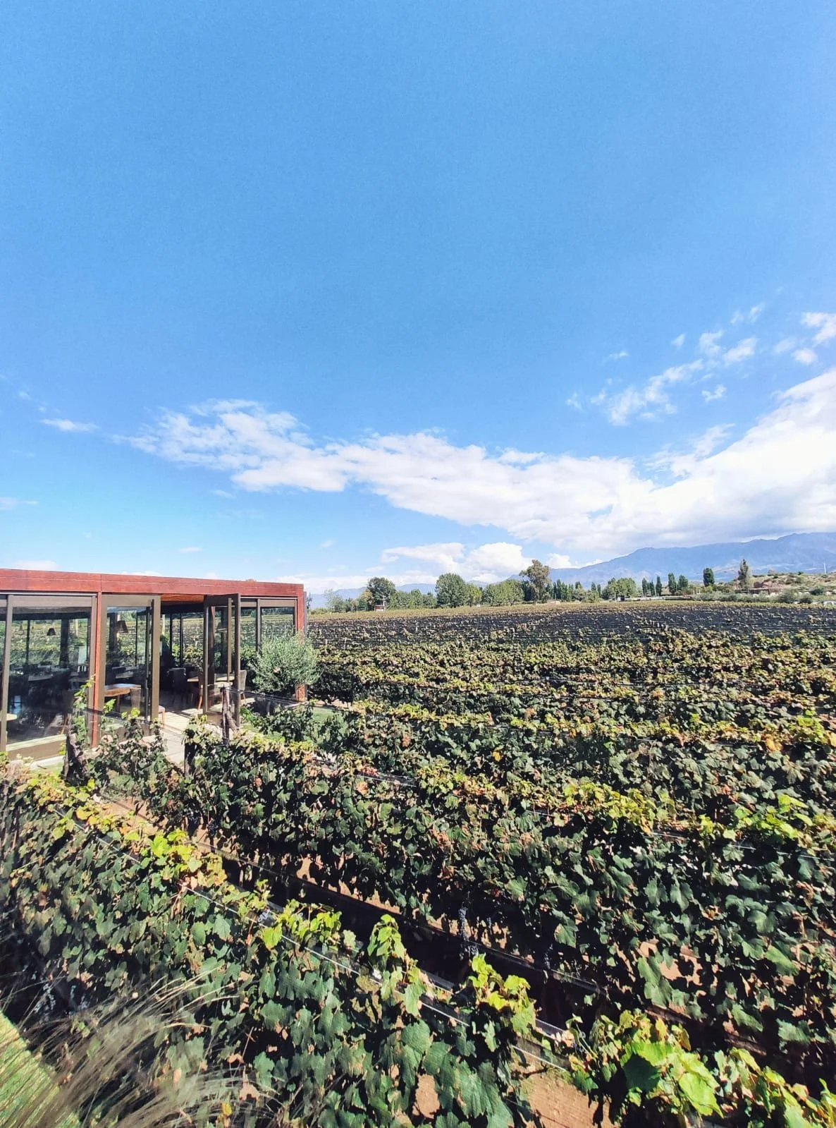 Durigutti Family Winemakers inauguró 5 Suelos, su restaurante de bodega en Las Compuertas