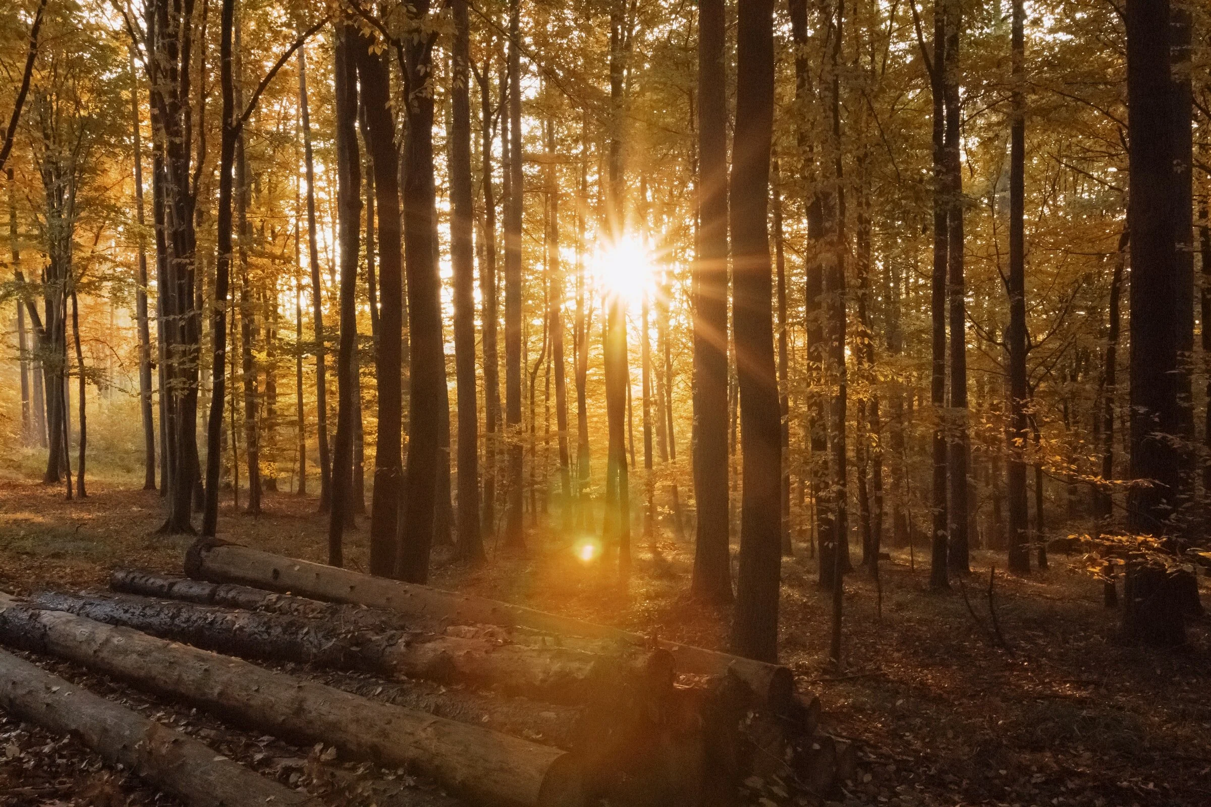 tomas-vydrzal-G68UqQ0iXUQ-unsplash (1).jpg