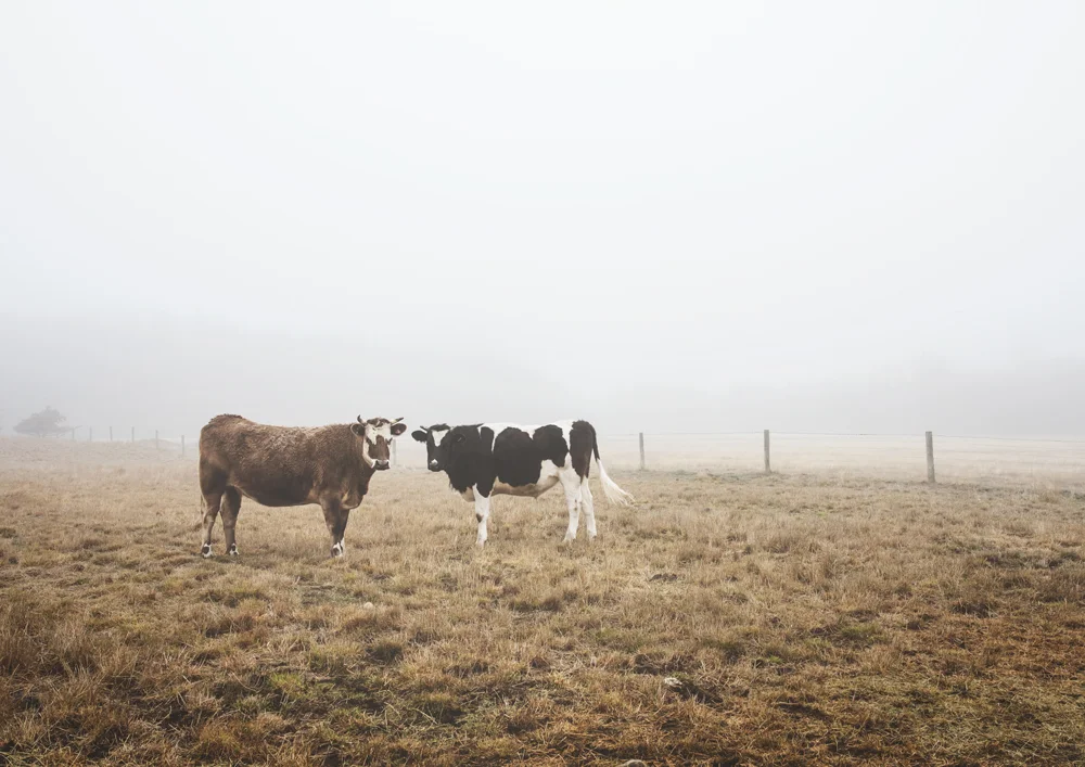 winter-pastures-photographic-print.jpg