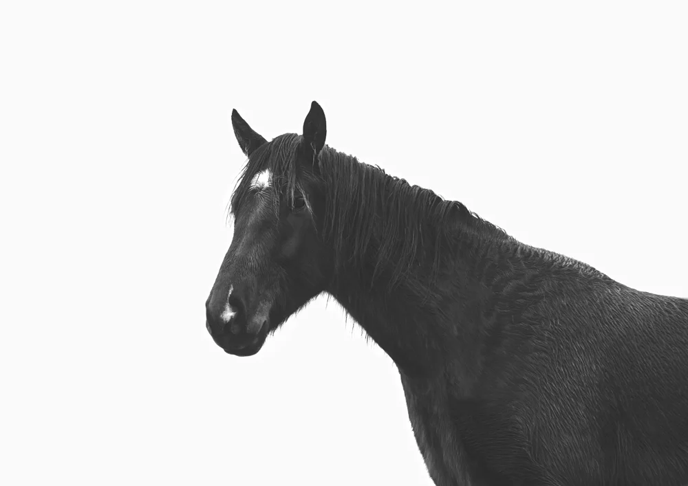 shadow-photographic-print.jpg