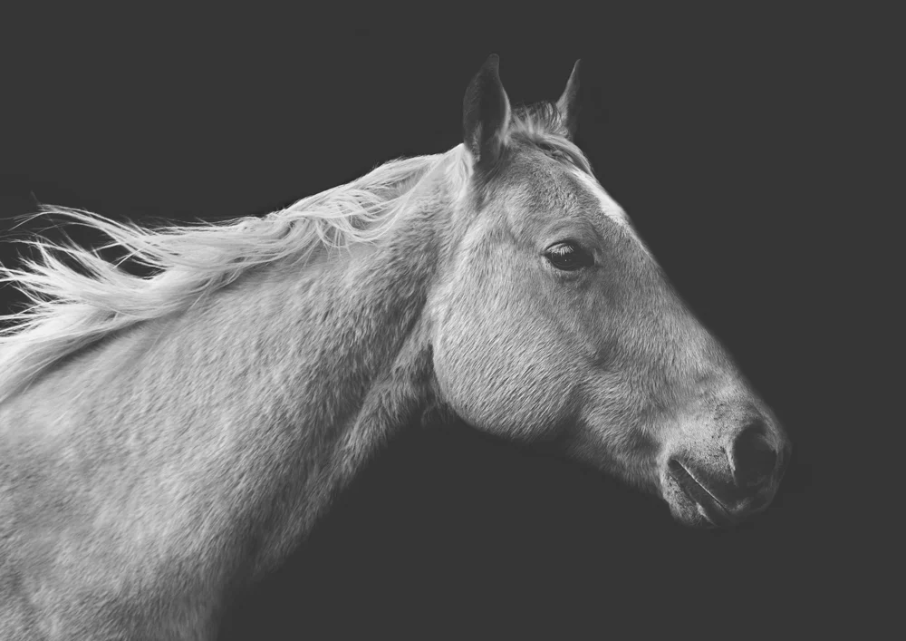 spirit-photographic-print.jpg