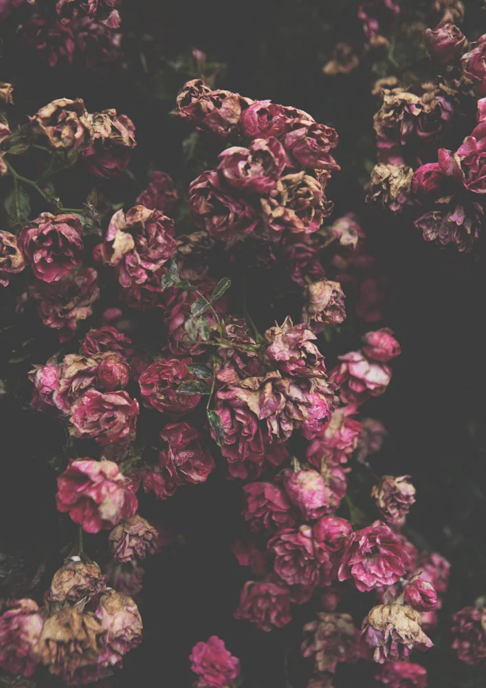 rosette-photographic-print.jpg