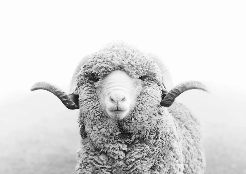 Roger-Ram-photographic-print.jpg