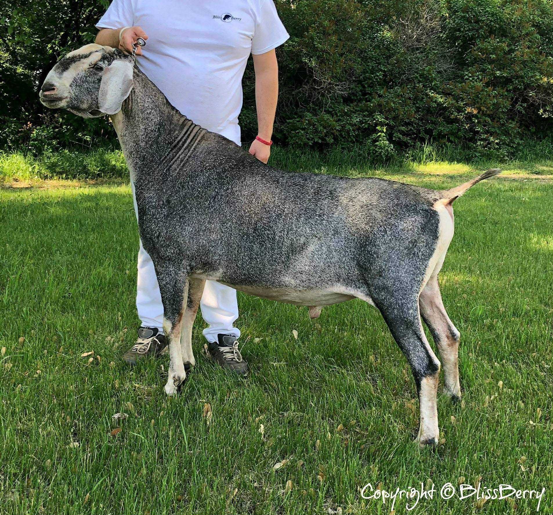 Sire: ++*B SG Wingwood Farm Lucky Tolkien
