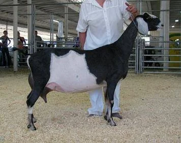 SGCH Wingwood Farm TAC Toledo 3*M EX92 EEEE