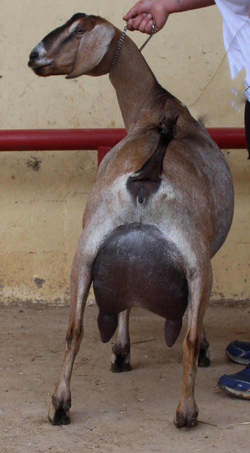 Dam: Alize Heaven EX91 VEEE