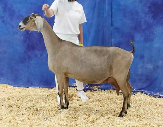 Sire's Dam: SG Woest-Hoeve MBB Morgan 4*M EX91 EEEE