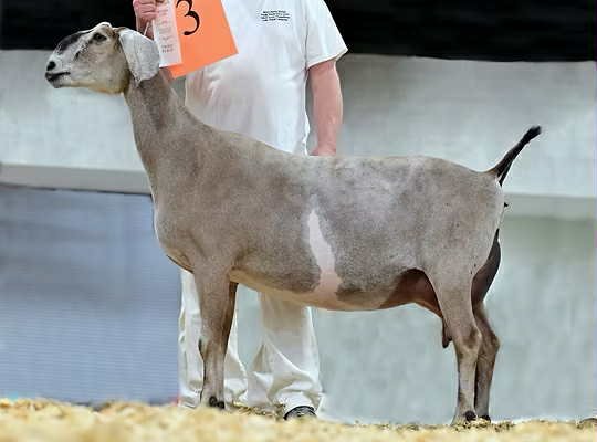 Sire's Littermate: GCH Woest-Hoeve CM Miriam 5*M