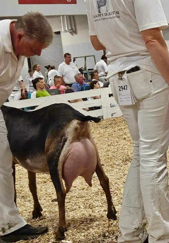 Maternal Sister: CH M*L Legacy Purple Haze EX90 VEVE