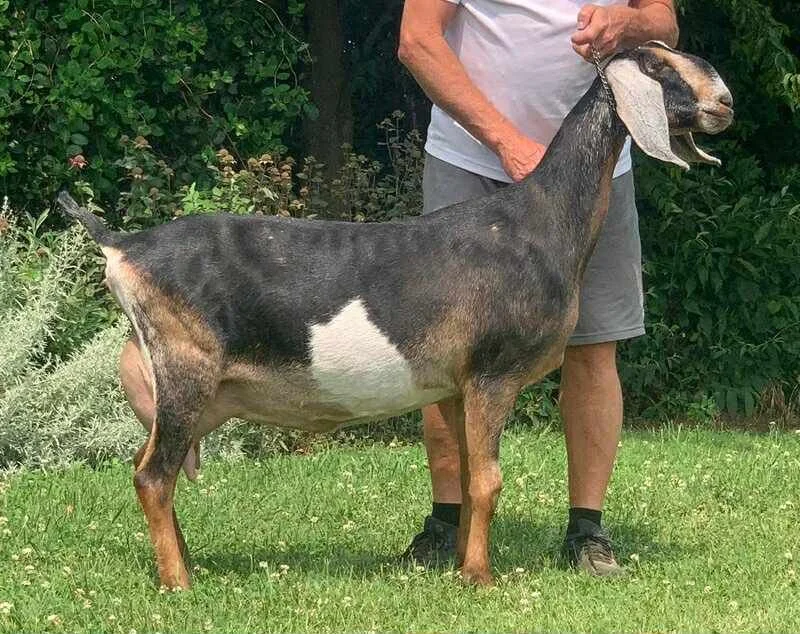 Maternal Sister: CH M*L Legacy Purple Haze EX90 VEVE